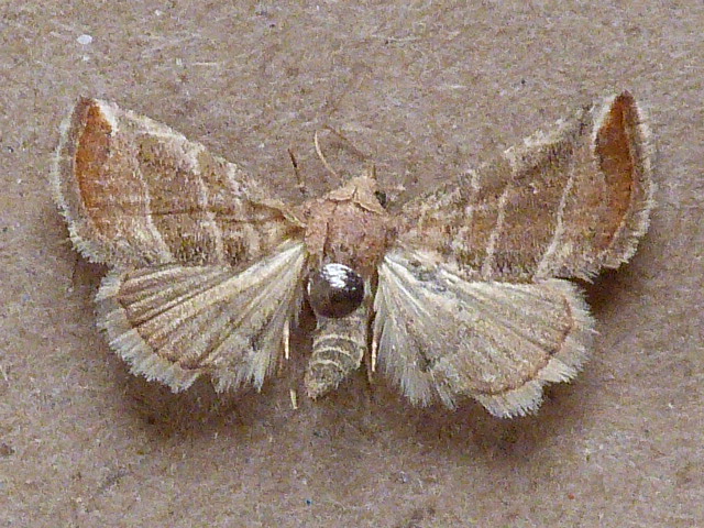 Eublemma baccallix